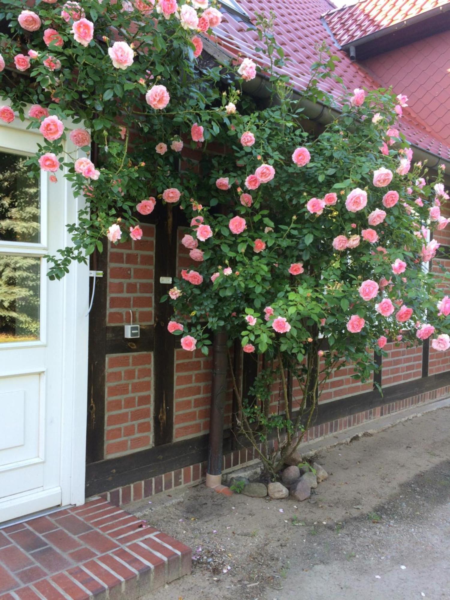 Landhaus Elbeflair bei Dömitz Lenzerwische Exterior foto